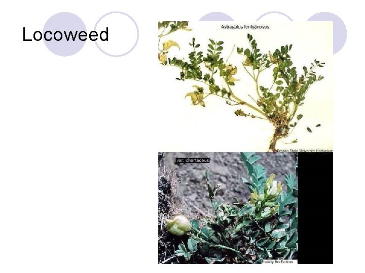 Locoweed 