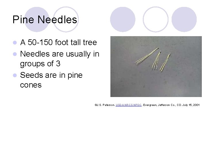 Pine Needles A 50 -150 foot tall tree l Needles are usually in groups