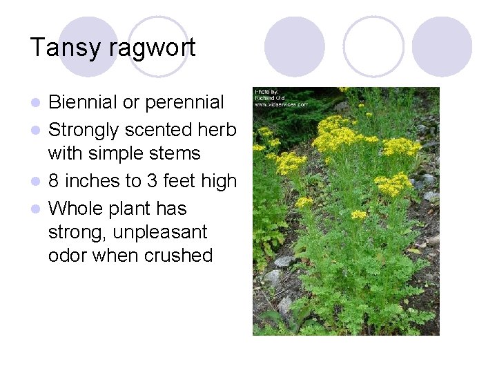 Tansy ragwort Biennial or perennial l Strongly scented herb with simple stems l 8
