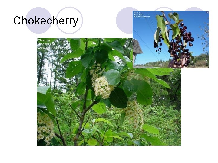 Chokecherry 