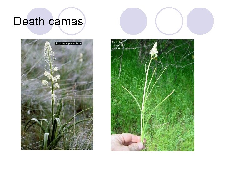 Death camas 