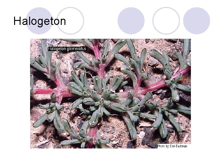 Halogeton Halogeton