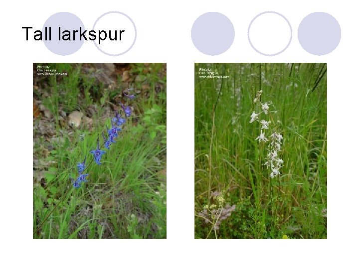 Tall larkspur 