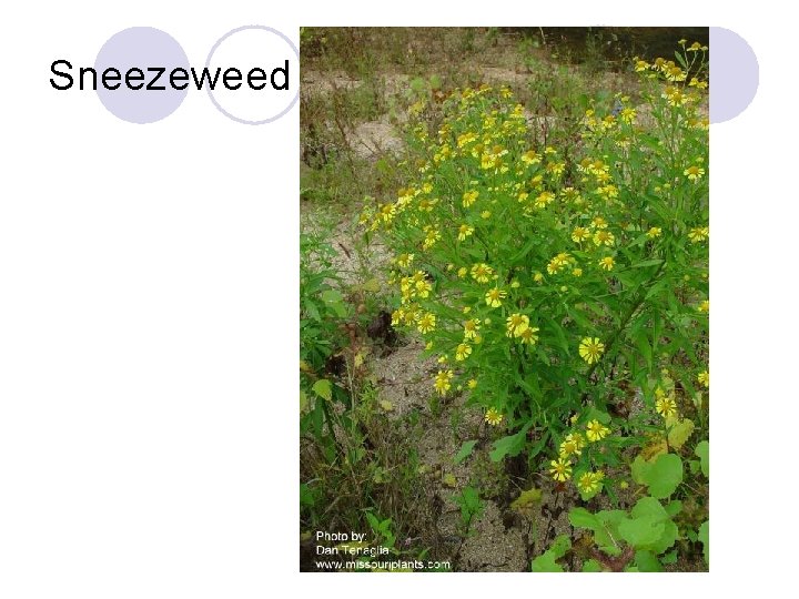 Sneezeweed 