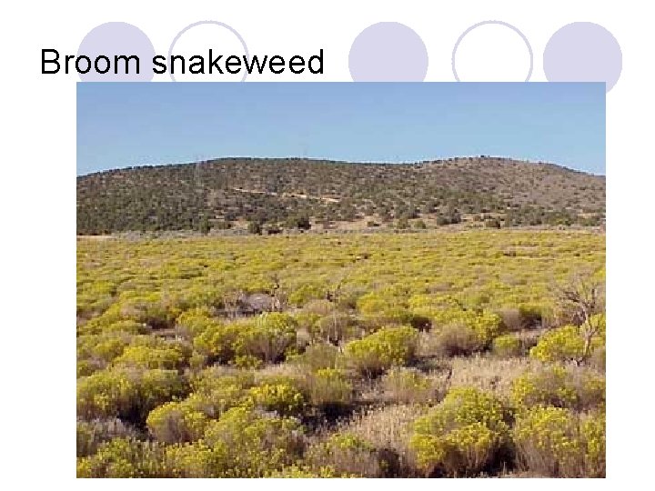 Broom snakeweed 