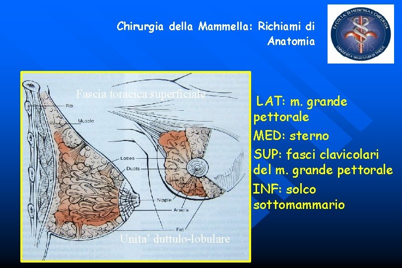 Chirurgia della Mammella: Richiami di Anatomia Fascia toracica superficiale Unita’ duttulo-lobulare LAT: m. grande