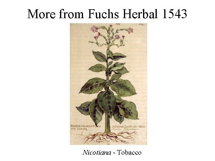 More from Fuchs Herbal 1543 Nicotiana - Tobacco More from Fuchs Herbal 1543 Nicotiana - Tobacco