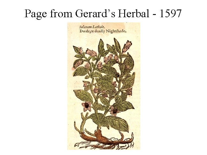 Page from Gerard’s Herbal - 1597 Page from Gerard’s Herbal - 1597