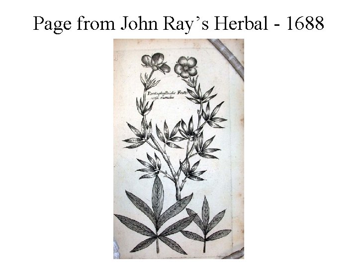 Page from John Ray’s Herbal - 1688 Page from John Ray’s Herbal - 1688