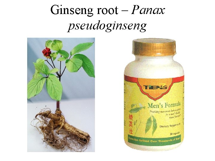 Ginseng root – Panax pseudoginseng Ginseng root – Panax pseudoginseng