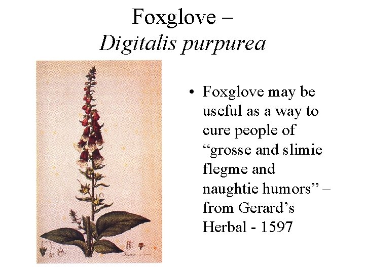Foxglove – Digitalis purpurea • Foxglove may be useful as a way to cure Foxglove – Digitalis purpurea • Foxglove may be useful as a way to cure