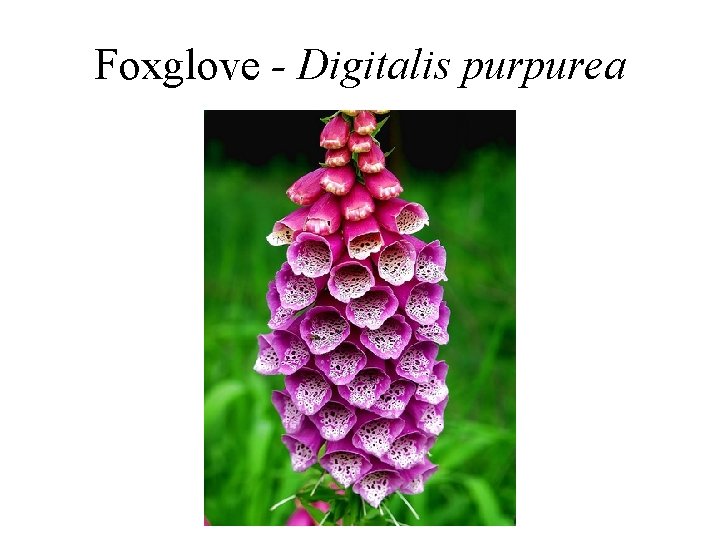 Foxglove - Digitalis purpurea Foxglove - Digitalis purpurea