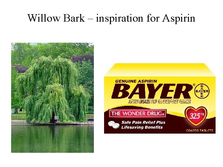 Willow Bark – inspiration for Aspirin Willow Bark – inspiration for Aspirin
