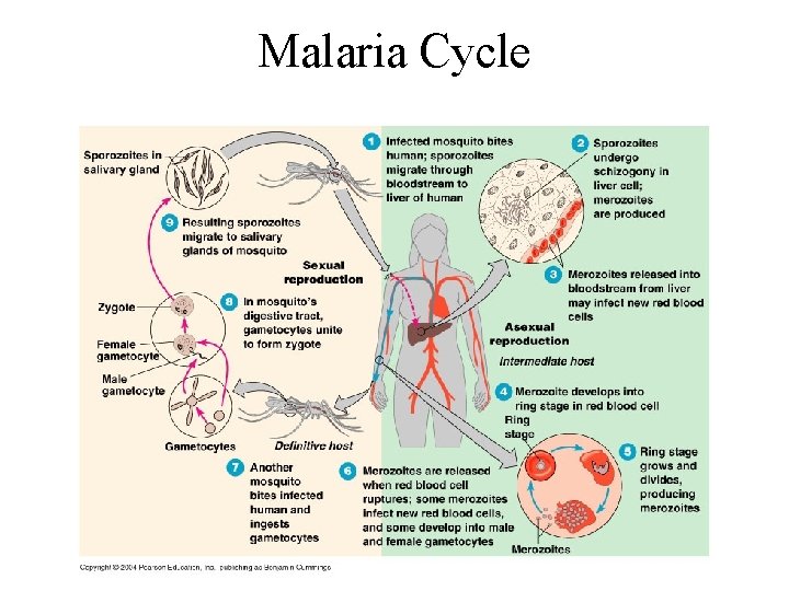 Malaria Cycle Malaria Cycle