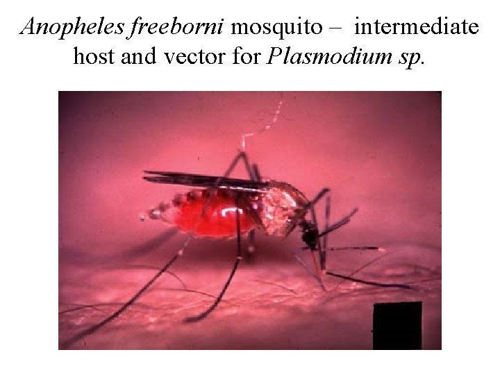 Anopheles freeborni mosquito – intermediate host and vector for Plasmodium sp. Anopheles freeborni mosquito – intermediate host and vector for Plasmodium sp.
