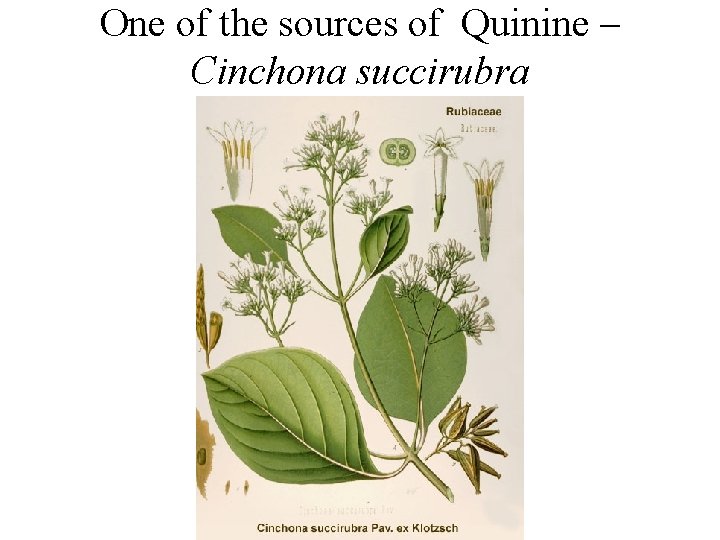 One of the sources of Quinine – Cinchona succirubra One of the sources of Quinine – Cinchona succirubra