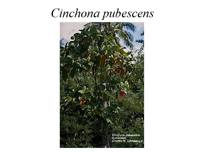 Cinchona pubescens Cinchona pubescens