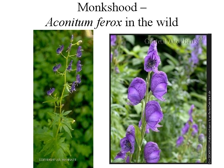 Monkshood – Aconitum ferox in the wild Monkshood – Aconitum ferox in the wild
