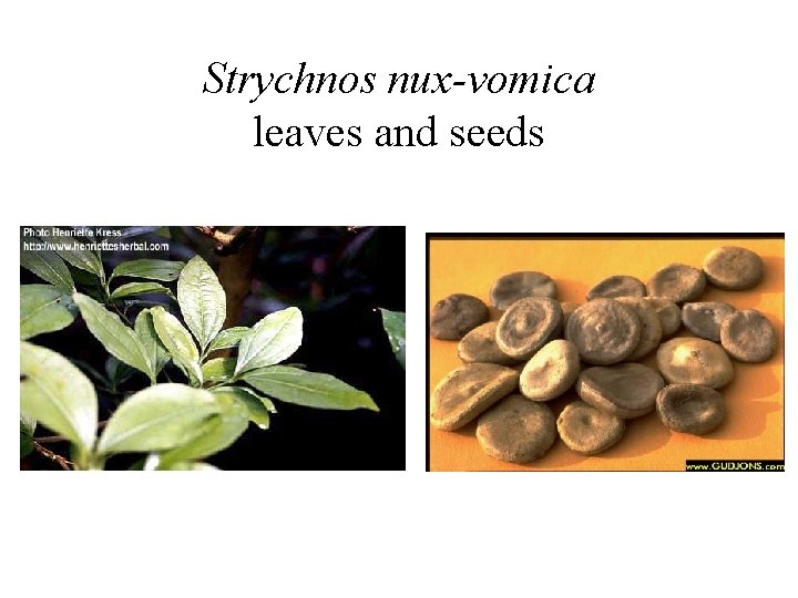 Strychnos nux-vomica leaves and seeds Strychnos nux-vomica leaves and seeds