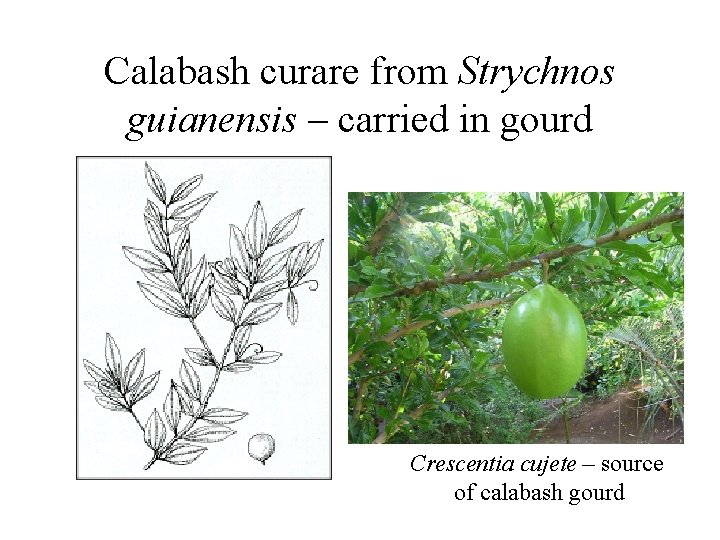Calabash curare from Strychnos guianensis – carried in gourd Crescentia cujete – source of Calabash curare from Strychnos guianensis – carried in gourd Crescentia cujete – source of