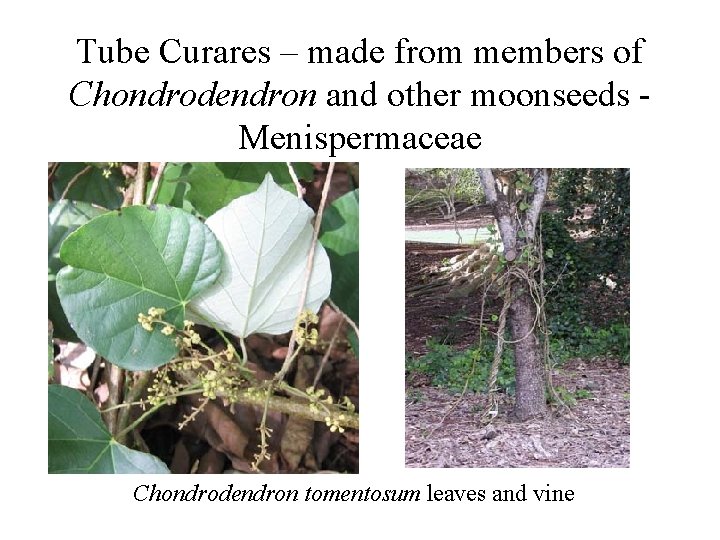 Tube Curares – made from members of Chondrodendron and other moonseeds Menispermaceae Chondrodendron tomentosum Tube Curares – made from members of Chondrodendron and other moonseeds Menispermaceae Chondrodendron tomentosum