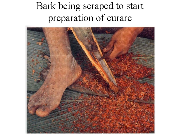 Bark being scraped to start preparation of curare Bark being scraped to start preparation of curare