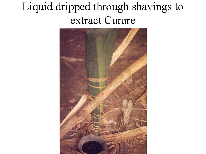 Liquid dripped through shavings to extract Curare Liquid dripped through shavings to extract Curare