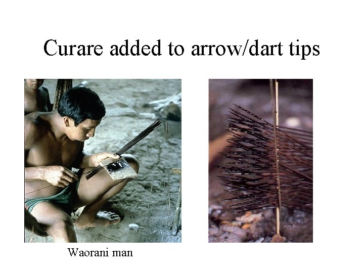 Curare added to arrow/dart tips Waorani man Curare added to arrow/dart tips Waorani man