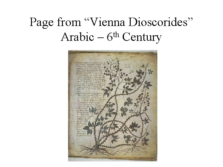 Page from “Vienna Dioscorides” Arabic – 6 th Century Page from “Vienna Dioscorides” Arabic – 6 th Century