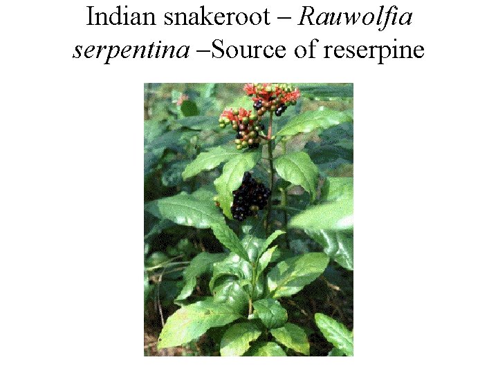 Indian snakeroot – Rauwolfia serpentina –Source of reserpine Indian snakeroot – Rauwolfia serpentina –Source of reserpine