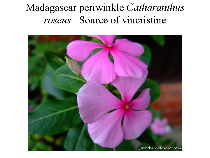 Madagascar periwinkle Catharanthus roseus –Source of vincristine Madagascar periwinkle Catharanthus roseus –Source of vincristine