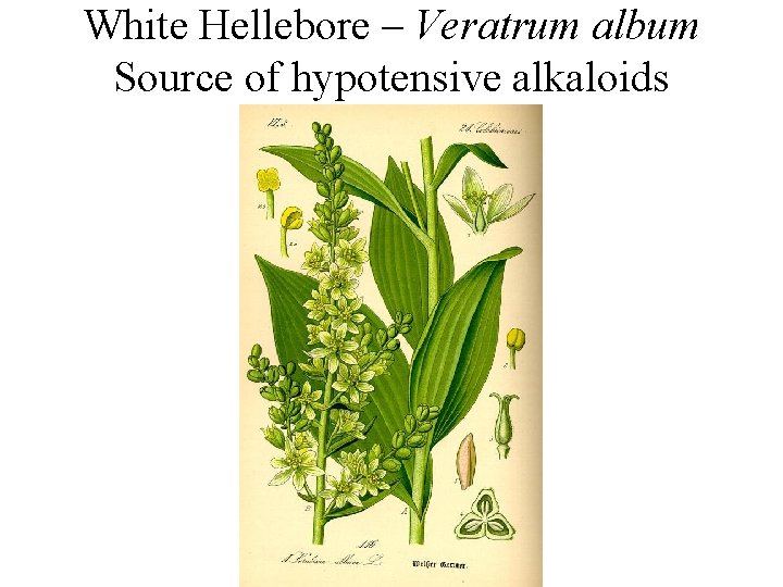 White Hellebore – Veratrum album Source of hypotensive alkaloids White Hellebore – Veratrum album Source of hypotensive alkaloids