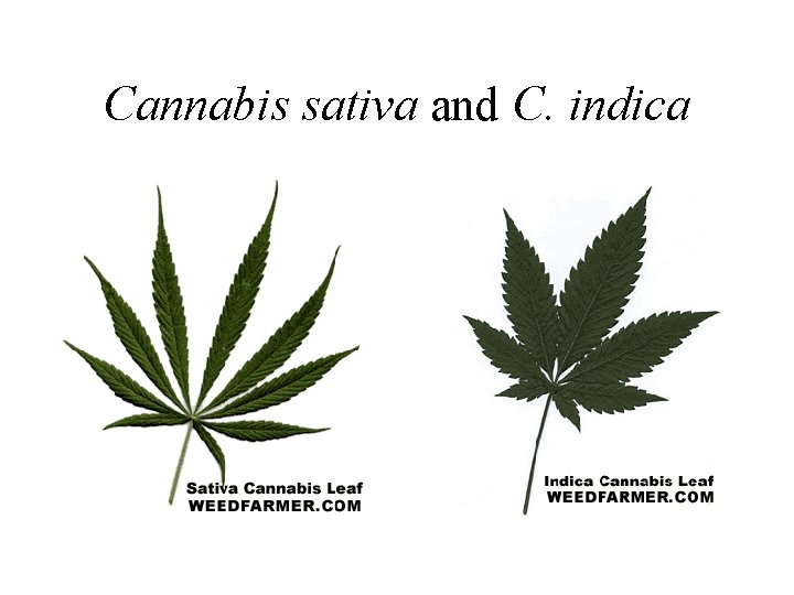 Cannabis sativa and C. indica Cannabis sativa and C. indica