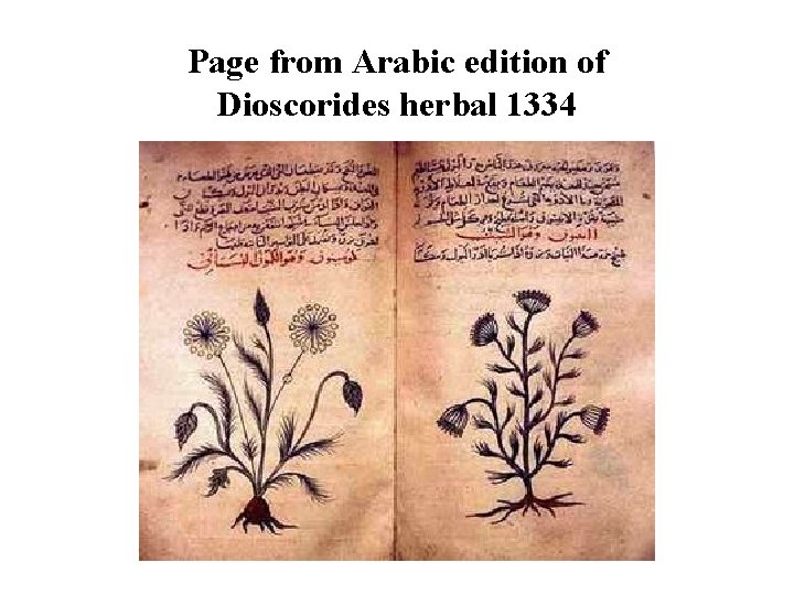 Page from Arabic edition of Dioscorides herbal 1334 Page from Arabic edition of Dioscorides herbal 1334