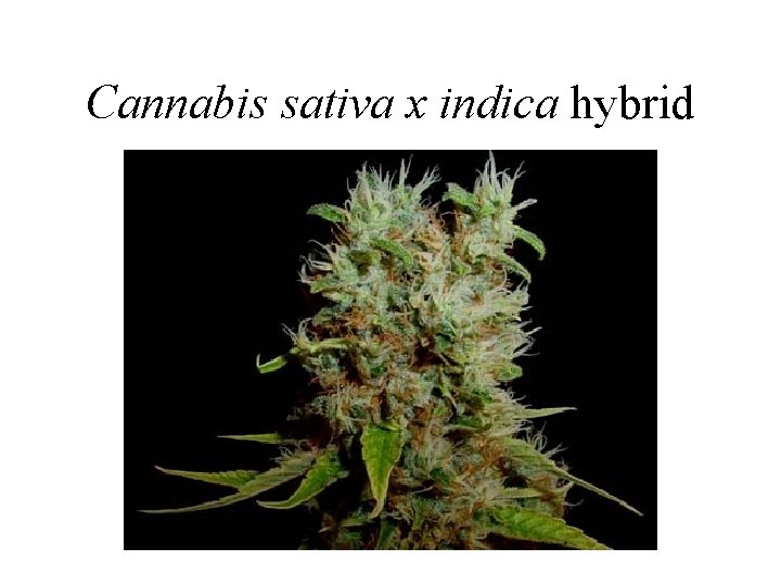 Cannabis sativa x indica hybrid Cannabis sativa x indica hybrid