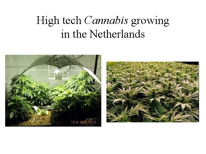High tech Cannabis growing in the Netherlands High tech Cannabis growing in the Netherlands