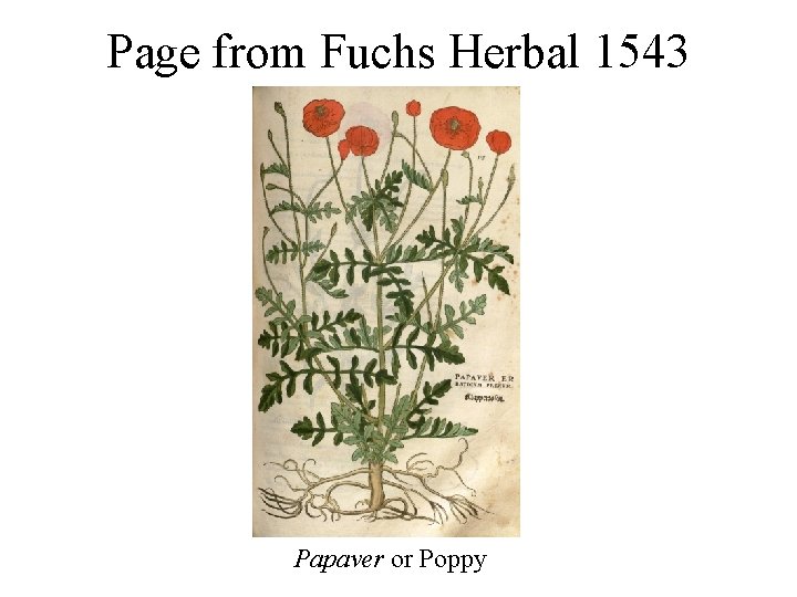 Page from Fuchs Herbal 1543 Papaver or Poppy Page from Fuchs Herbal 1543 Papaver or Poppy