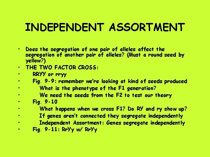 INDEPENDENT ASSORTMENT • • • Does the segregation of one pair of alleles affect