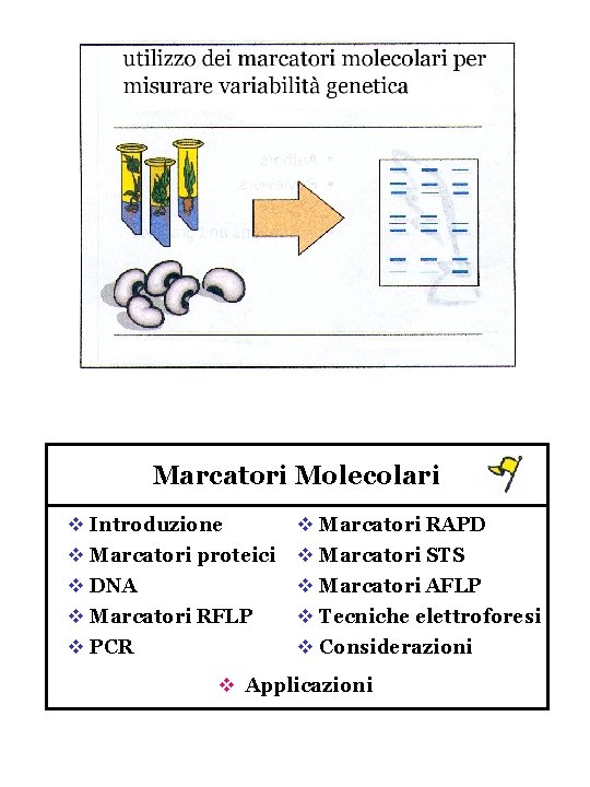 Marcatori Molecolari v Introduzione v Marcatori RAPD v Marcatori proteici v Marcatori STS v