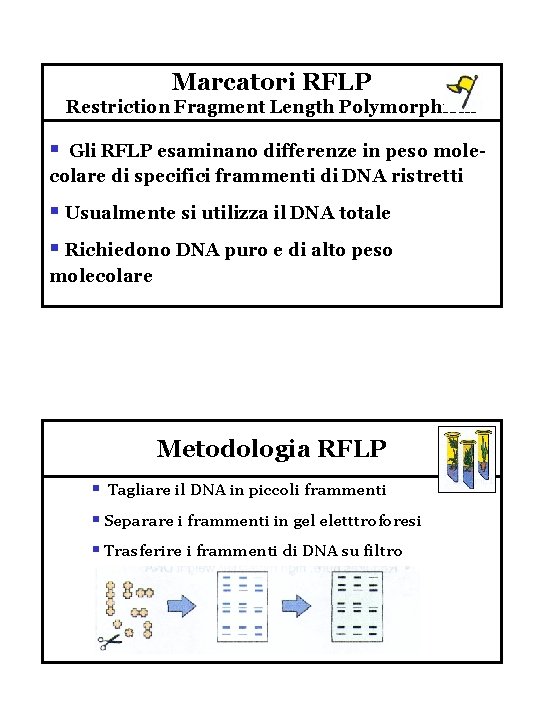 Marcatori RFLP Restriction Fragment Length Polymorphism § Gli RFLP esaminano differenze in peso molecolare