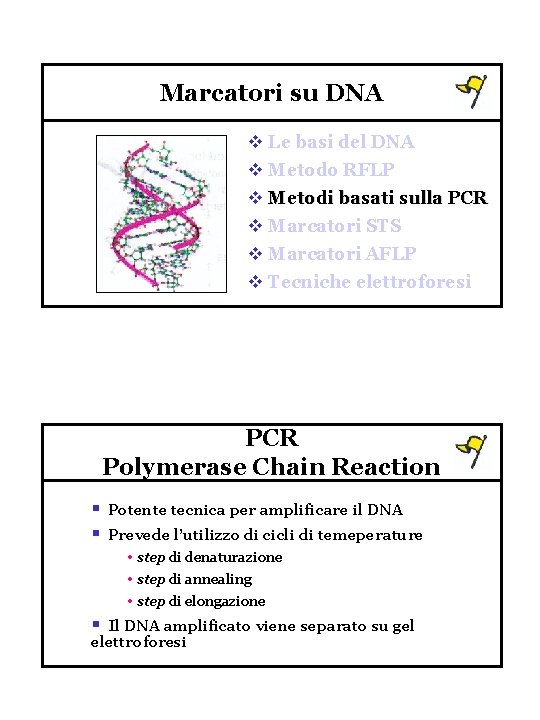 Marcatori su DNA v Le basi del DNA v Metodo RFLP v Metodi basati