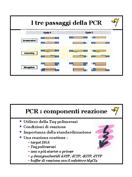 I tre passaggi della PCR : componenti reazione § § Utilizzo della Taq polimerasi