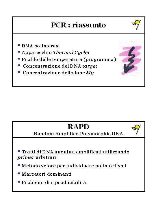PCR : riassunto § DNA polimerasi § Apparecchio Thermal Cycler § Profilo delle temperatura