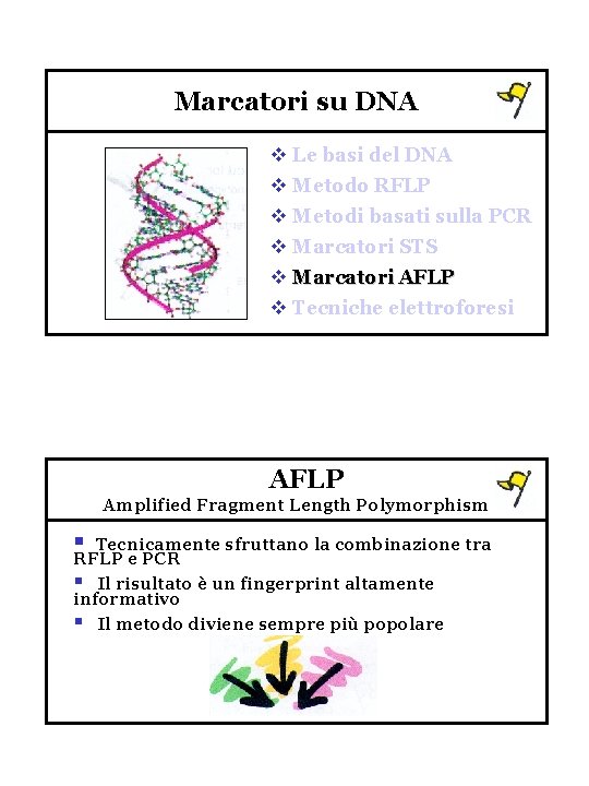 Marcatori su DNA v Le basi del DNA v Metodo RFLP v Metodi basati