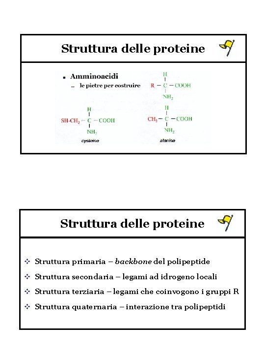 Struttura delle proteine v Struttura primaria – backbone del polipeptide v Struttura secondaria –