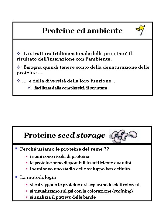 Proteine ed ambiente v La struttura tridimensionale delle proteine è il risultato dell’interazione con