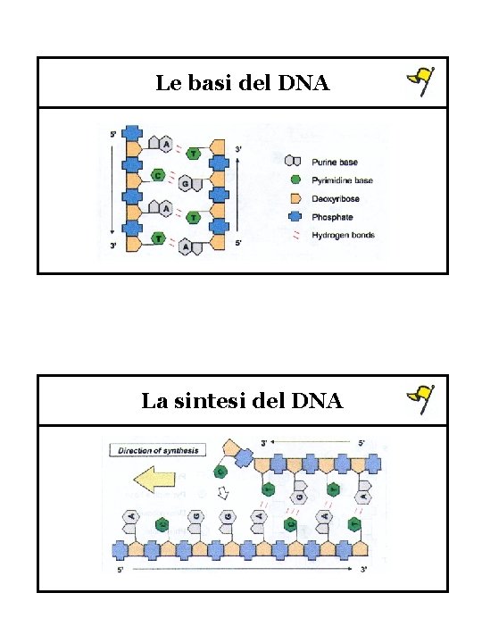 Le basi del DNA La sintesi del DNA 