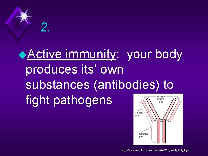 2. u. Active immunity: your body produces its’ own substances (antibodies) to fight pathogens