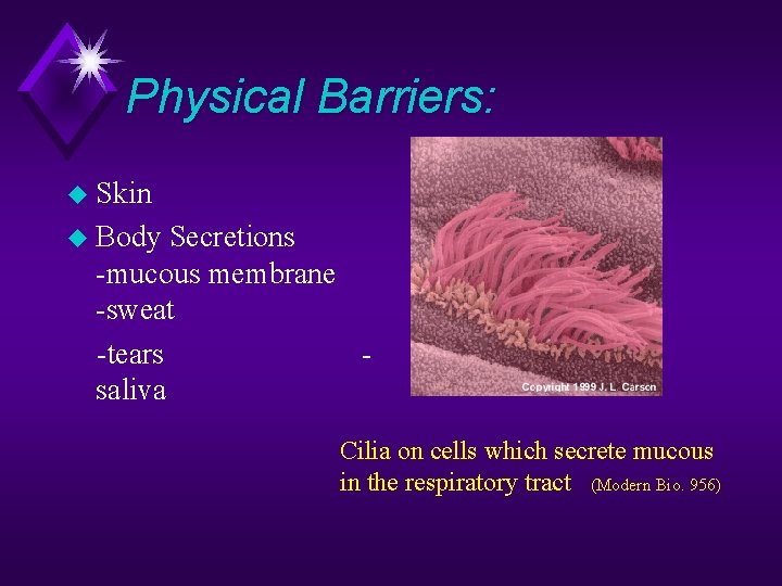 Physical Barriers: u Skin u Body Secretions -mucous membrane -sweat -tears saliva Cilia on