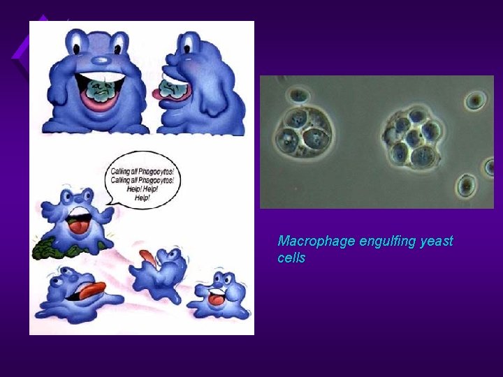 Macrophage engulfing yeast cells 